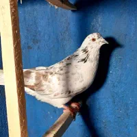 کبوتر یجایی بار جدید