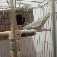 عروس هلندی بر و ماده