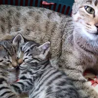 بچه گربه