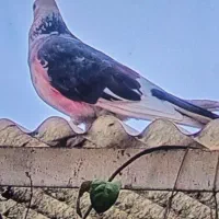 کفتر گم شده|حیوانات|ورامین, ورامین|دیوار