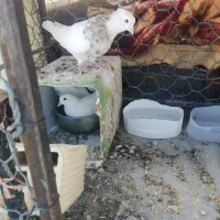 کبوتر طوقی کرم و زرین