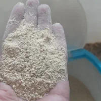 دان بلدرچین و مرغ تخم گذار