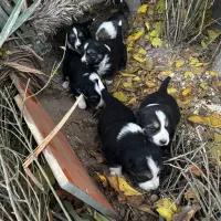 واگزاری رایگان توله سگ