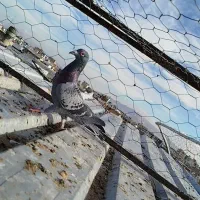 کفتر جان آردن و شهری سرک دم سفید|پرنده|شیراز, کوشک میدان|دیوار