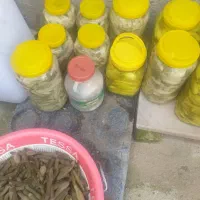 ترشی محلی بیلهر