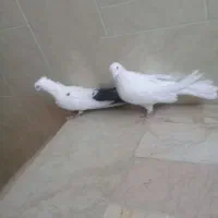 دوتا نر اصفهانی ی سفید بدون غلط و ی سفید دم مشکی|پرنده|خمینی‌شهر, |دیوار