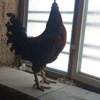 خروس