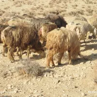 52راس گله میش آبستن وبردار ترکی|حیوانات مزرعه|شیراز, محمدیه|دیوار