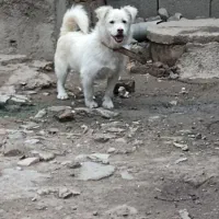 پاکوتاه واگذاری|سگ|نگین شهر, |دیوار