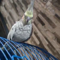 عروس هلندی دستی