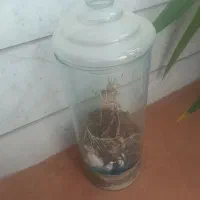 گلدان شیشه ای درب دار