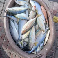 ماهی تازه|ماهی|جهرم, |دیوار