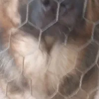 سگ ماده ژرمن شیپرت