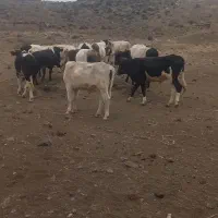 گوساله نر