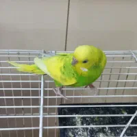 مرغ عشق|پرنده|تربتحیدریه, سرمحله|دیوار