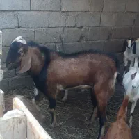 نری درخونه ای|حیوانات مزرعه|میناب, |دیوار