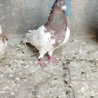 کبوتر کله قرمز