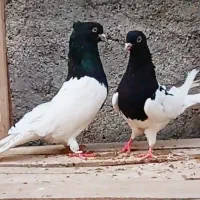کبوتر کفتر  واکسی|پرنده|مشهد, موسوی قوچانی|دیوار