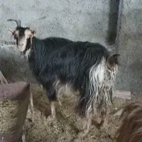 ۲بز،ترکی آبستن در وحدتیه|حیوانات مزرعه|وحدتیه, |دیوار