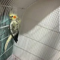 عروس هلندی|پرنده|مشهد, عامل|دیوار