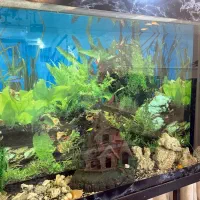 آکواریوم با ماهی