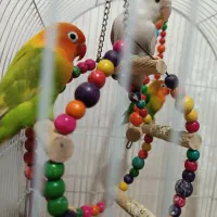 طوطی برزیلی