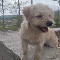 واگذاری فوری رایگان سگ شیتزو مالتیز