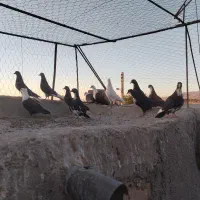 پرنده، کبوتر پریدنی|پرنده|نگار, |دیوار