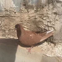 فروش کبوتر رنگی تو دم سفید