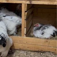 مرغ برهما|حیوانات مزرعه|گلوگاه, |دیوار