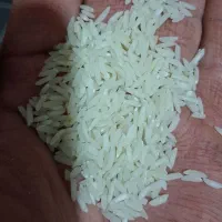 برنج دونوج هاشمی