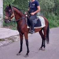 اسب نژاد دار