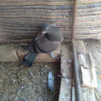 کفتر آلمانی|پرنده|آیسک, |دیوار