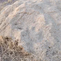 کاه سفید ریز کاه دیم درجه یک شلیف ۲۳۰ هزارتومن|لوازم جانبی حیوانات|گتوند, |دیوار