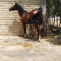 اسب مادیان