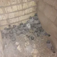 کفتر شکار|پرنده|اصفهان, محمودیه|دیوار