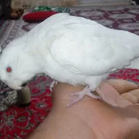 یک عدد عروس هلندی