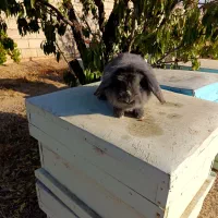 خرگوش لوپ بلو نر|موش و خرگوش|نجف‌آباد, امام خمینی|دیوار