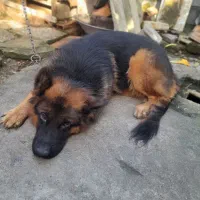 فروش فوری ژرمن بلک اصل|سگ|نوشهر, |دیوار