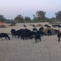 ۵عدد بز گم شده