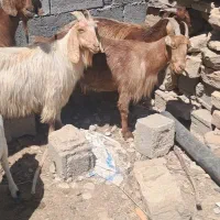 5 بز داشتی و قصابی و 10 راس کهره ظبطی