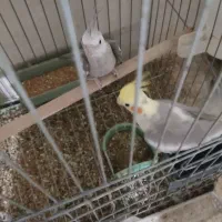 عروس هلندی جفت