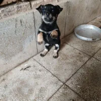 بچه سگ پا کوتاه حرف گوش کن خونگی