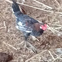 خروس محلی ونیمچه خروس|حیوانات مزرعه|آبادان, |دیوار