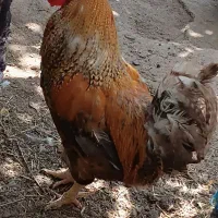 خروس و مرغ و غاز محلی طبیعی|حیوانات مزرعه|مشگین شهر, |دیوار