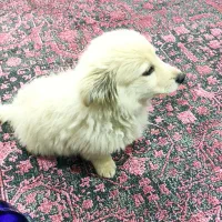 واگذاری سگ نر پامر میکس اشپیتز تریر|سگ|تهران, فردوس|دیوار