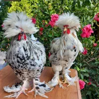 مرغ و خروس نژادسلطان و کوشین موجوده