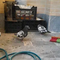 فروش  دو عدد کبوتر ۴۵۰هزار تومان|پرنده|فولادشهر, فولادشهر|دیوار