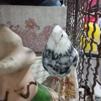 جفت طوقی