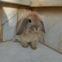 بچه خرگوش لوپ دستی